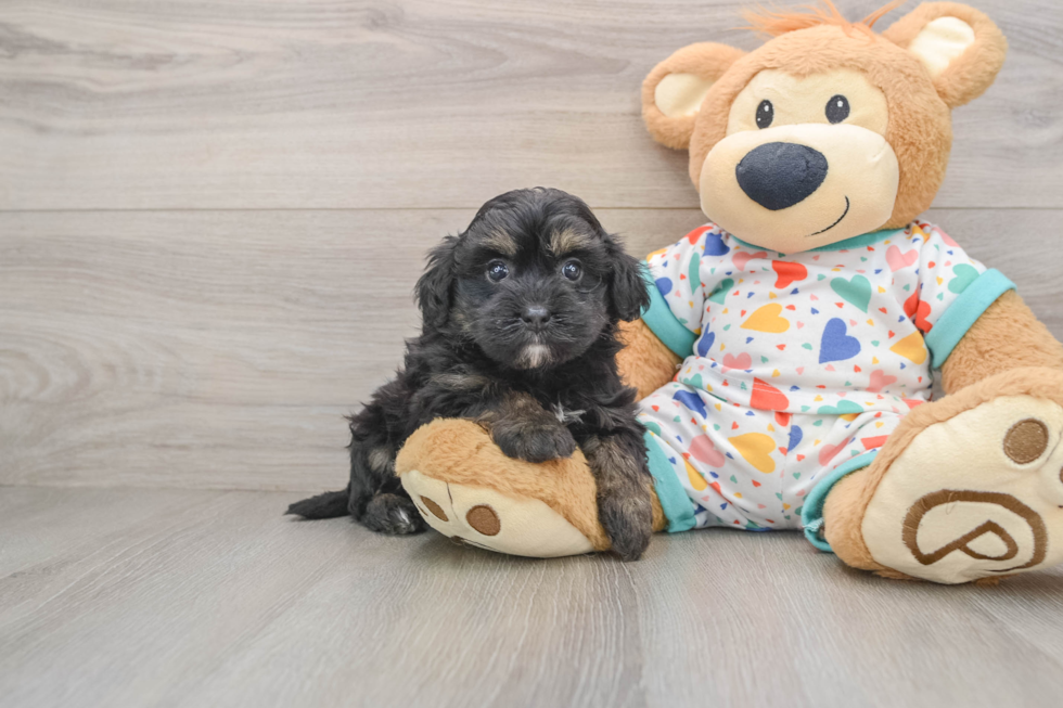 Havapoo Puppy for Adoption