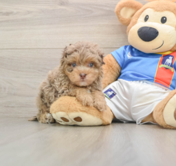 5 week old Havapoo Puppy For Sale - Premier Pups