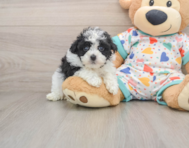 7 week old Havapoo Puppy For Sale - Premier Pups