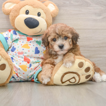 Best Havapoo Baby