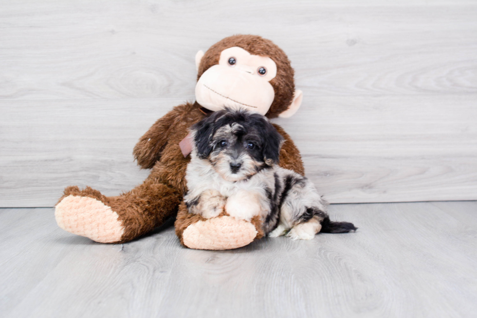 Playful Havanese Poodle Mix Puppy