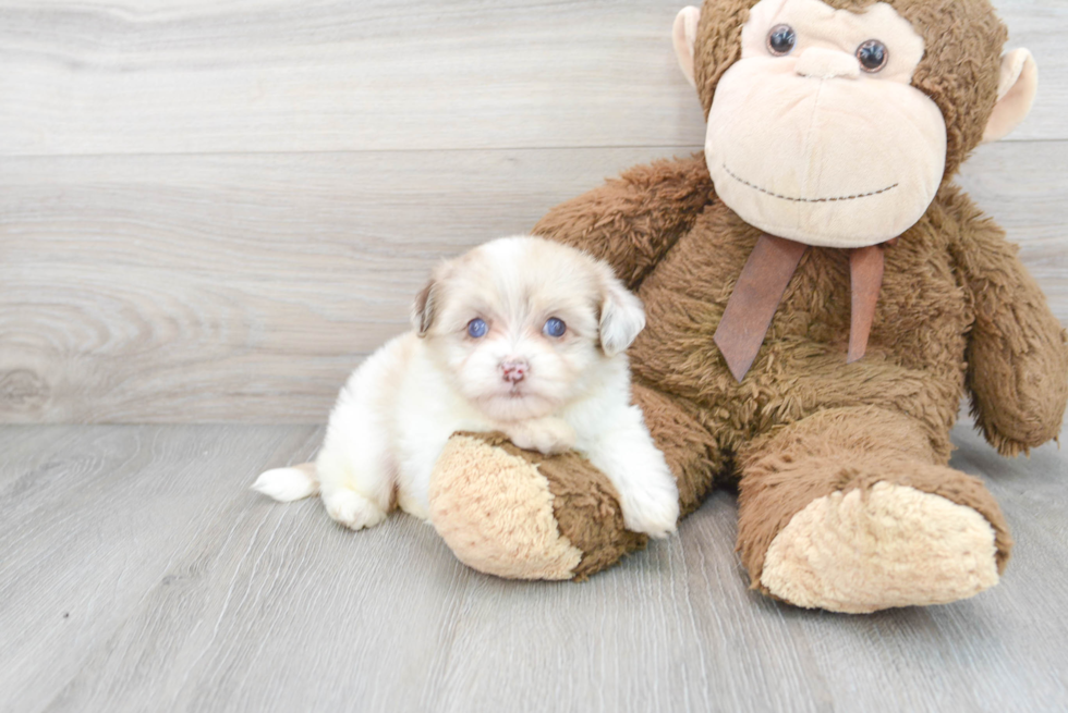 Popular Havapoo Poodle Mix Pup