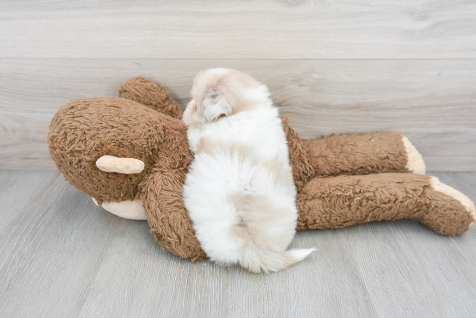 Little Havanese Poodle Mix Puppy