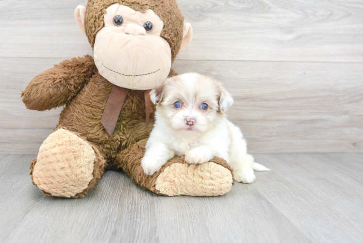 Little Havanese Poodle Mix Puppy