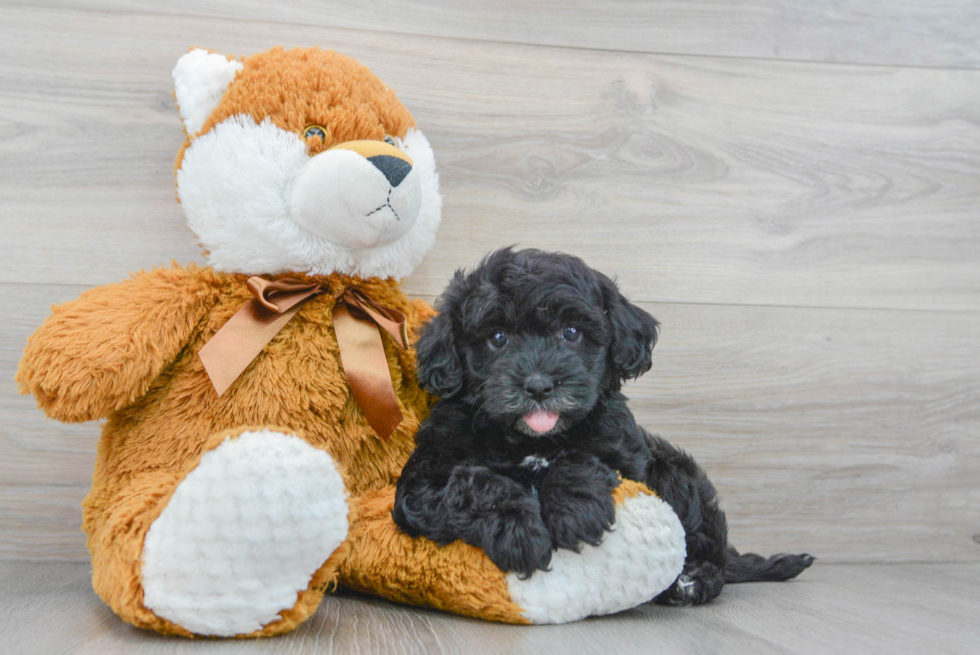 Adorable Havanese Poodle Mix Puppy