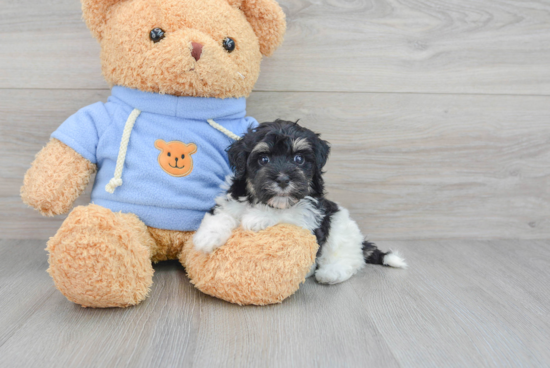 Energetic Havanese Poodle Mix Puppy