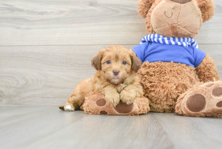 Energetic Havadoodle Poodle Mix Puppy