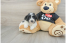 Popular Havapoo Poodle Mix Pup
