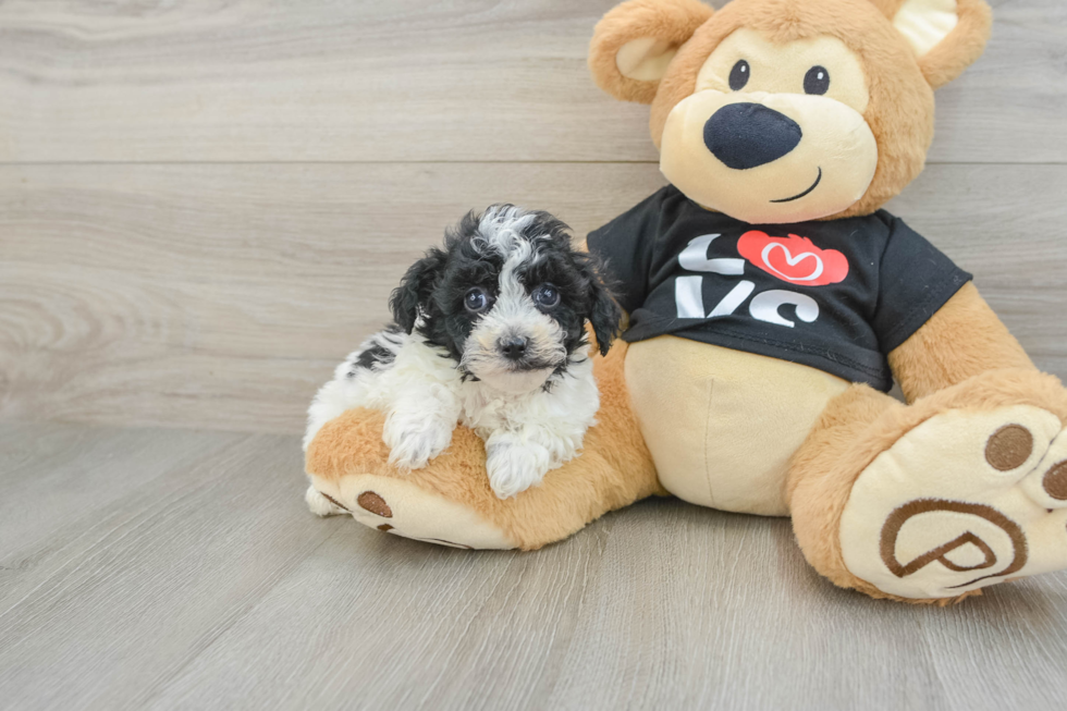 Popular Havapoo Poodle Mix Pup