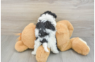 Havapoo Puppy for Adoption