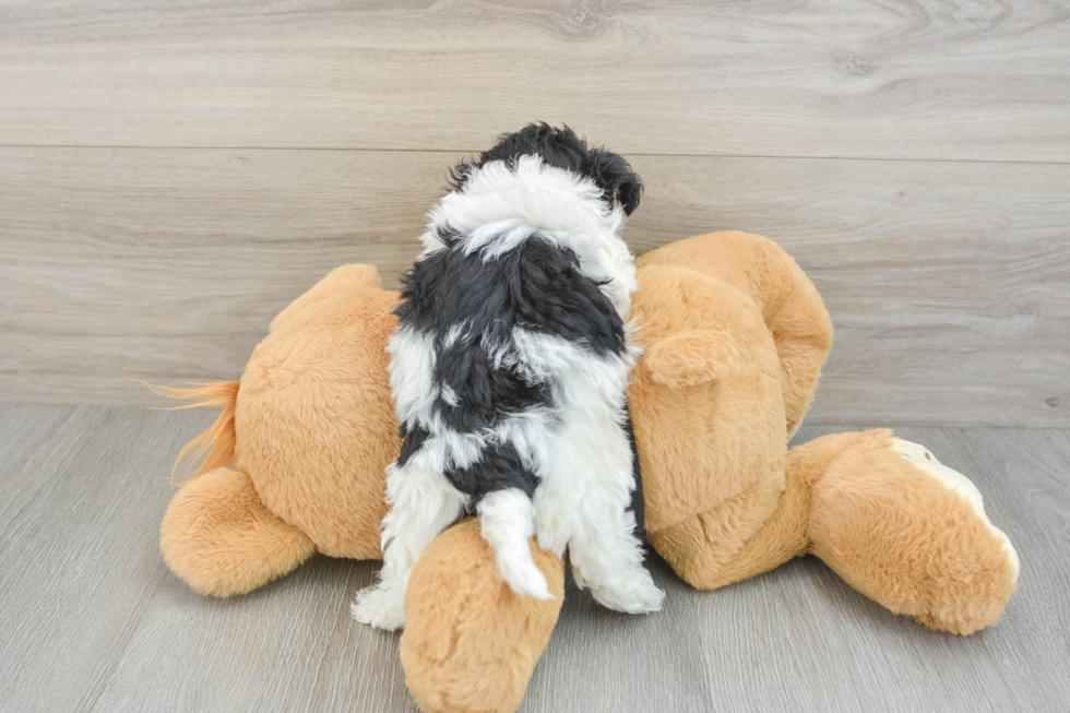 Havapoo Puppy for Adoption