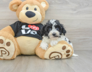 7 week old Havapoo Puppy For Sale - Premier Pups