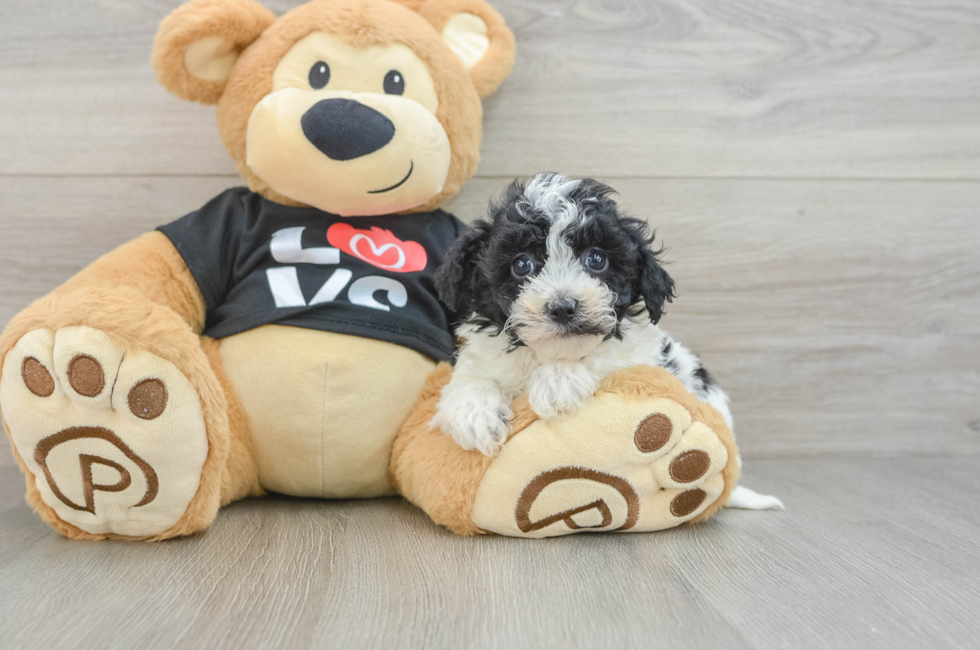 5 week old Havapoo Puppy For Sale - Premier Pups
