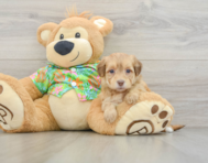 7 week old Havapoo Puppy For Sale - Premier Pups