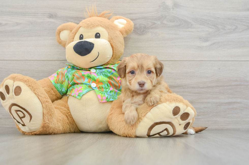 5 week old Havapoo Puppy For Sale - Premier Pups