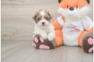 Petite Havapoo Poodle Mix Pup
