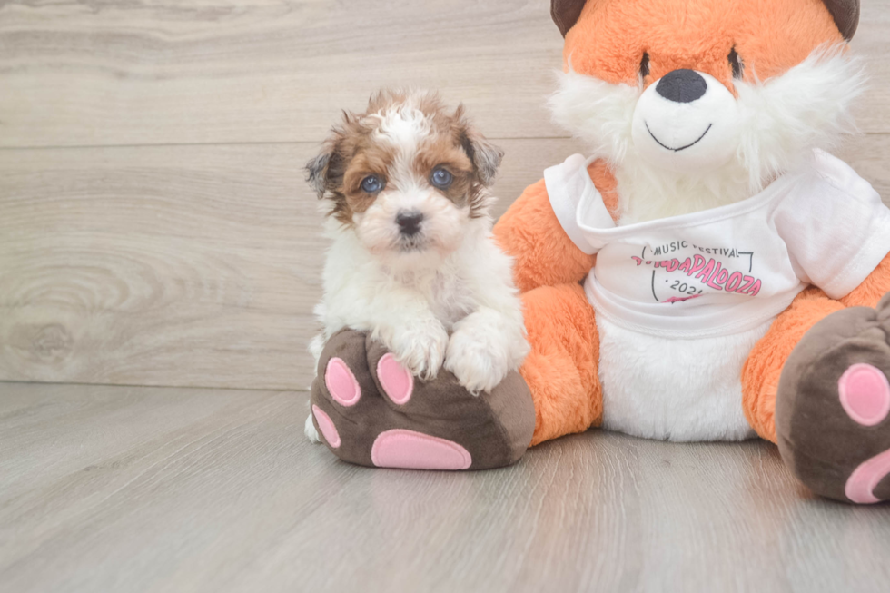 Petite Havapoo Poodle Mix Pup