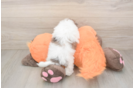 Havapoo Pup Being Cute