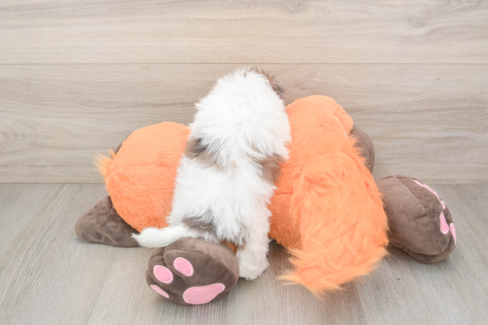 Havapoo Pup Being Cute