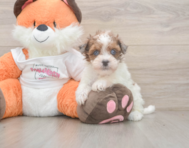 7 week old Havapoo Puppy For Sale - Premier Pups