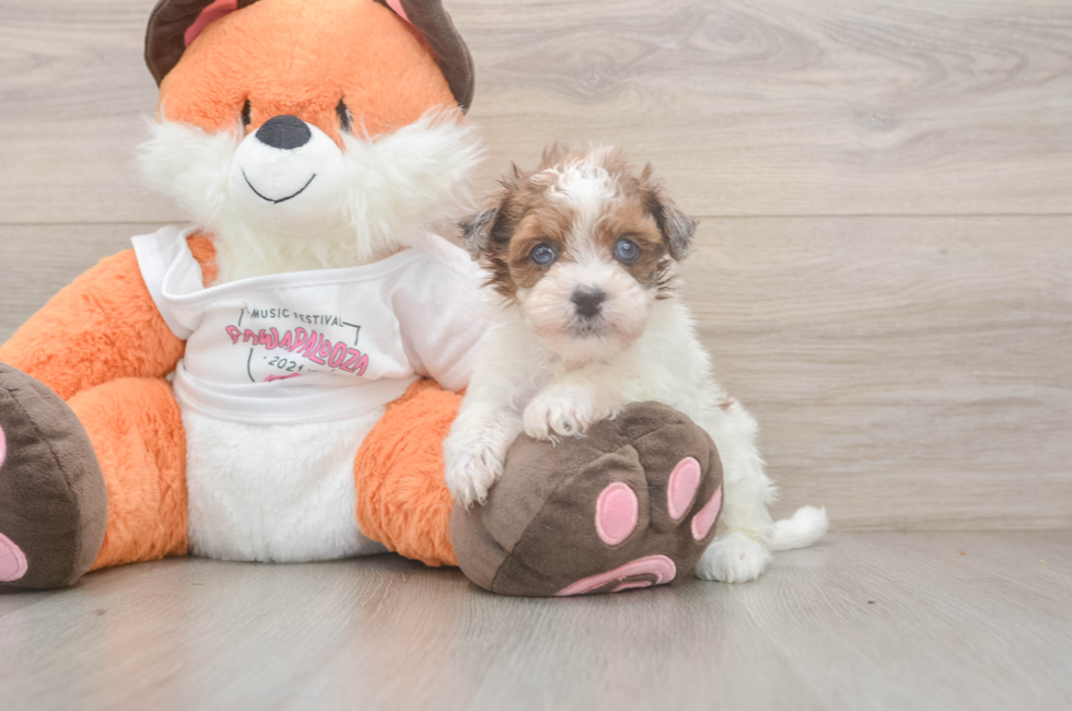 5 week old Havapoo Puppy For Sale - Premier Pups