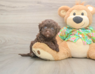 8 week old Havapoo Puppy For Sale - Premier Pups