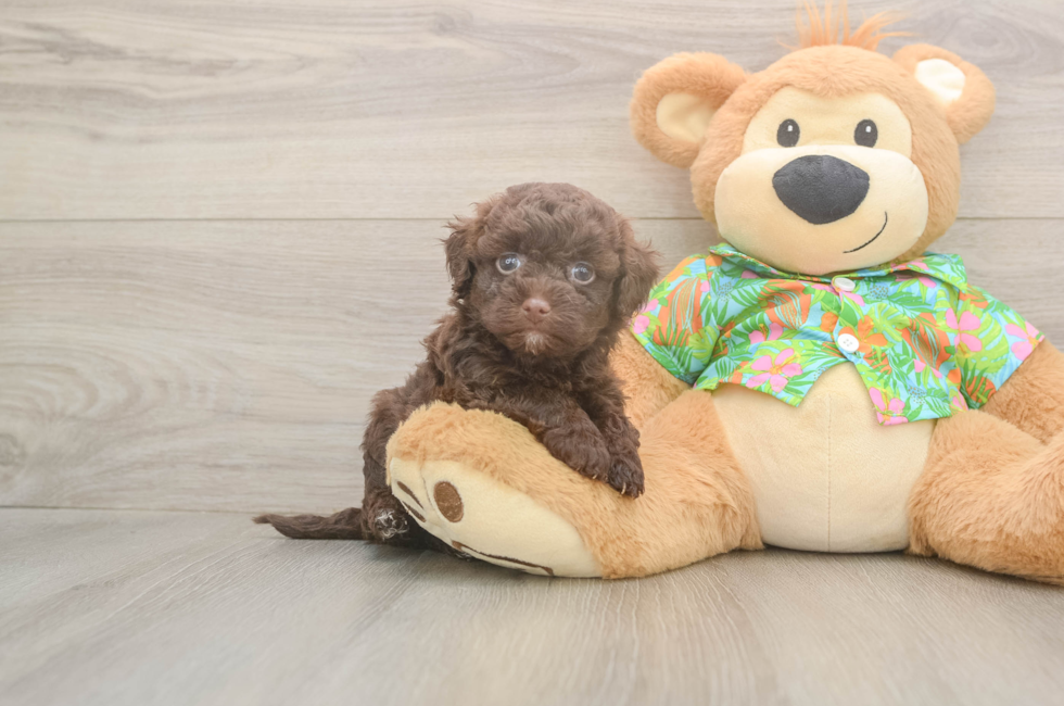 5 week old Havapoo Puppy For Sale - Premier Pups