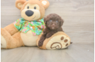 Havapoo Pup Being Cute