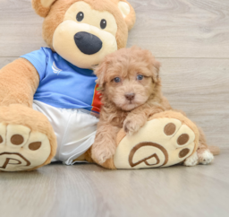 5 week old Havapoo Puppy For Sale - Premier Pups