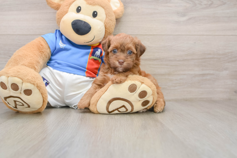 Havapoo Puppy for Adoption
