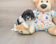 7 week old Havapoo Puppy For Sale - Premier Pups