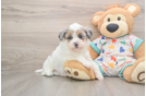 Havapoo Pup Being Cute