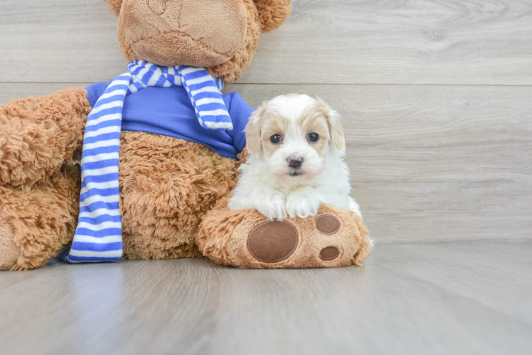 Popular Havapoo Poodle Mix Pup