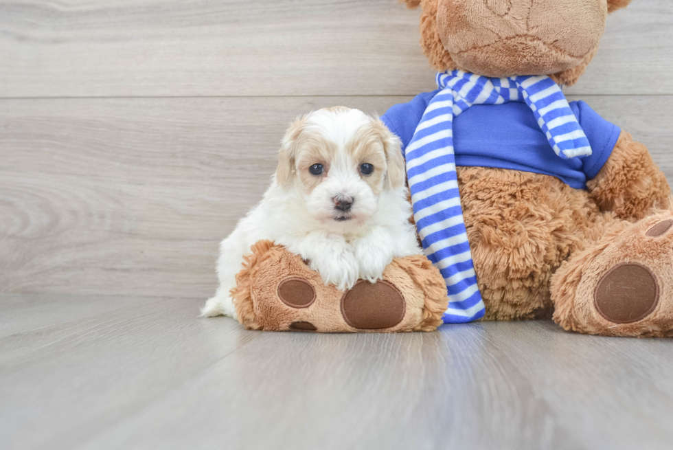 Petite Havapoo Poodle Mix Pup
