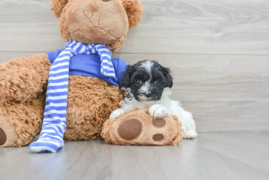 Petite Havapoo Poodle Mix Pup