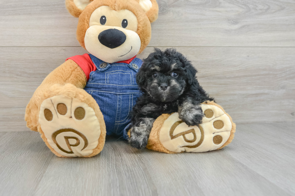 Petite Havapoo Poodle Mix Pup