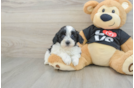 Havapoo Puppy for Adoption