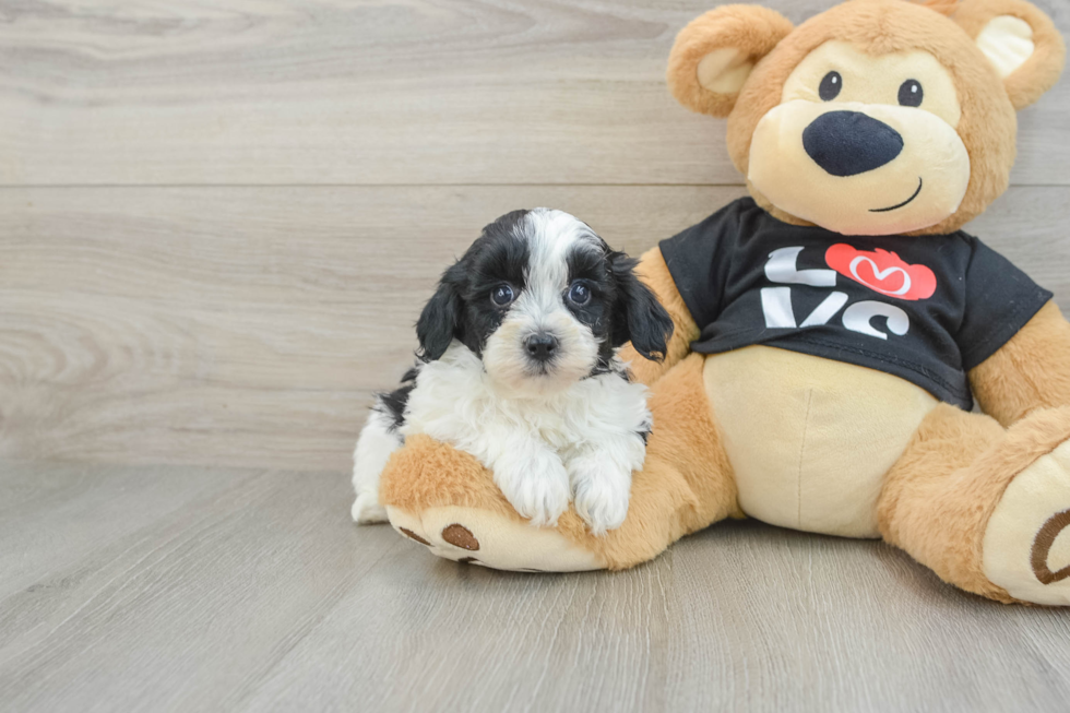 Havapoo Puppy for Adoption
