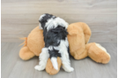 Funny Havapoo Poodle Mix Pup
