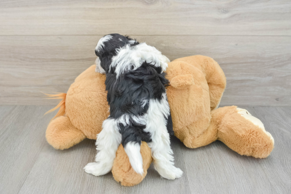 Funny Havapoo Poodle Mix Pup