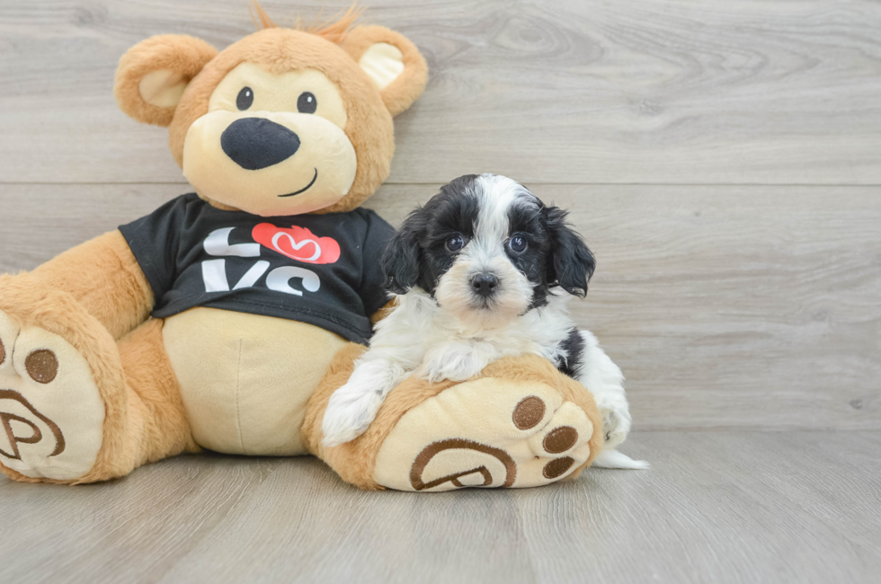 5 week old Havapoo Puppy For Sale - Premier Pups