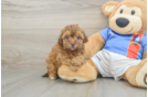 Havapoo Puppy for Adoption