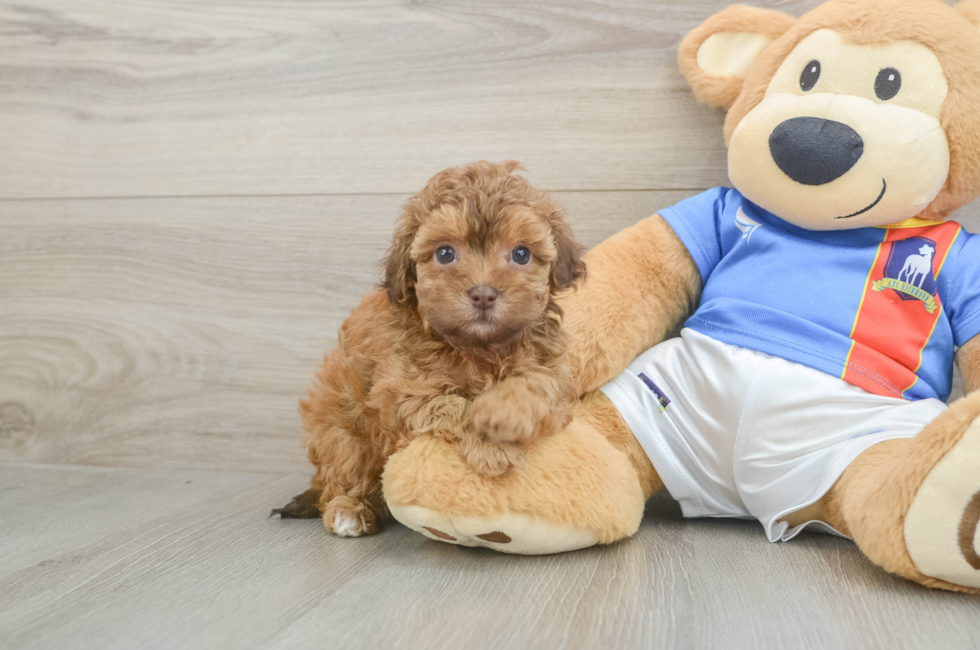 5 week old Havapoo Puppy For Sale - Premier Pups