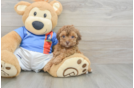 Smart Havapoo Poodle Mix Pup