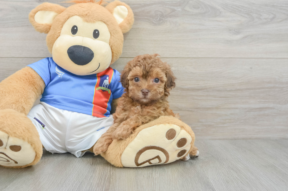 Smart Havapoo Poodle Mix Pup