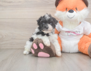 7 week old Havapoo Puppy For Sale - Premier Pups