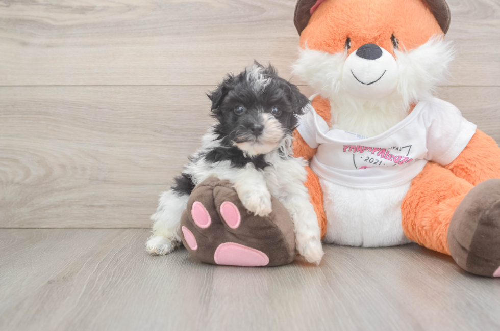5 week old Havapoo Puppy For Sale - Premier Pups