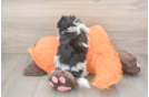 Havapoo Puppy for Adoption