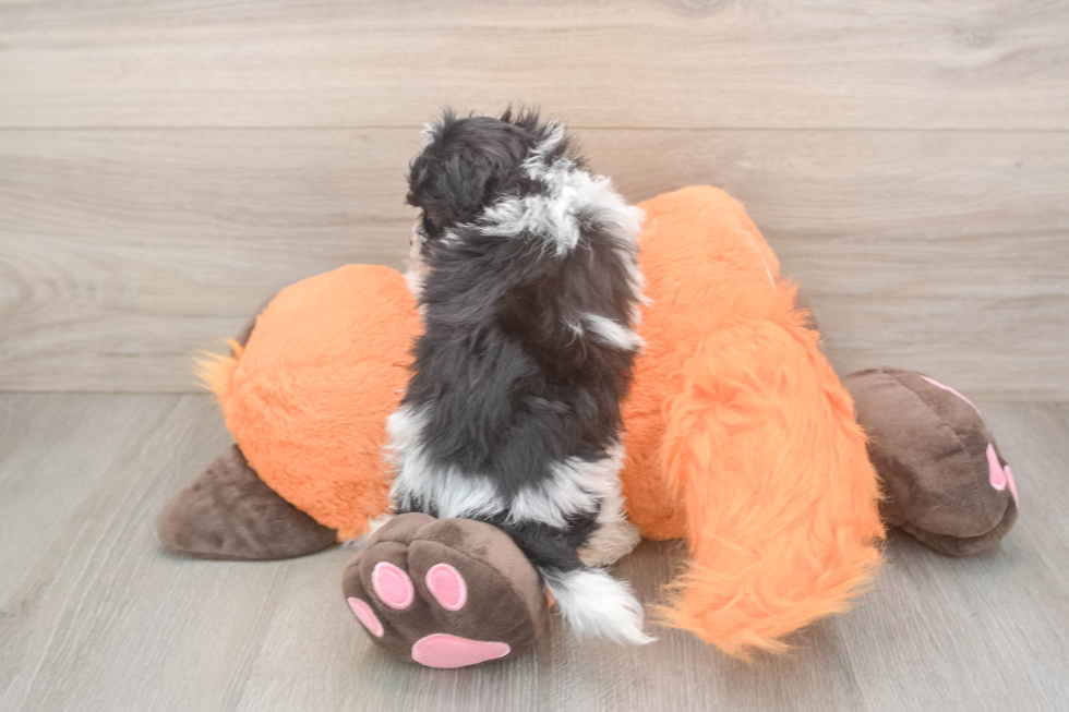 Havapoo Puppy for Adoption