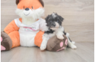 Havapoo Puppy for Adoption
